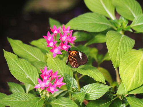 Orange and black butterfly #2