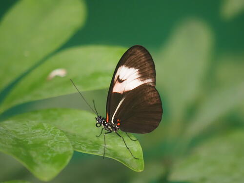 Black & white butterfly #3