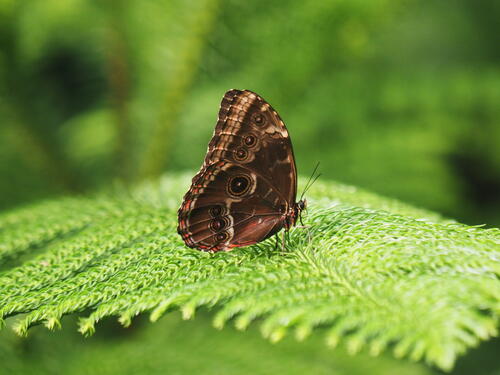 Butterfly with the eyes