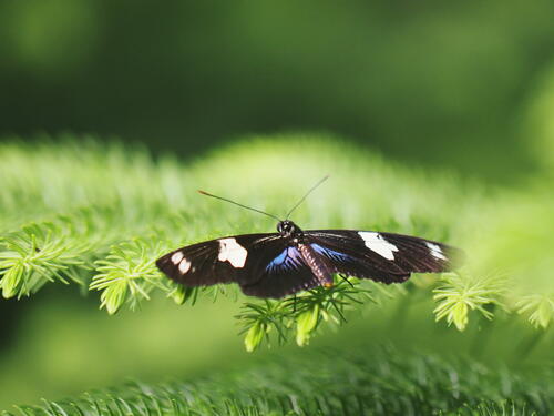 Black, white, and blue butterfly #3
