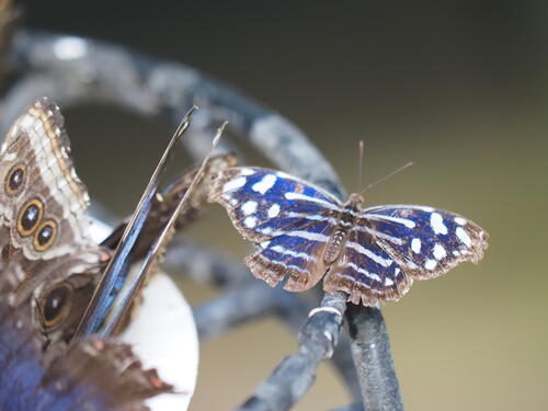 Blue and white butterfly