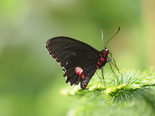 Black and red butterfly