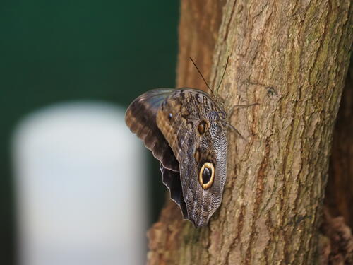 Butterfly with the eyes #2