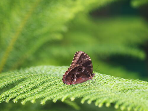 Butterfly with the eyes #3