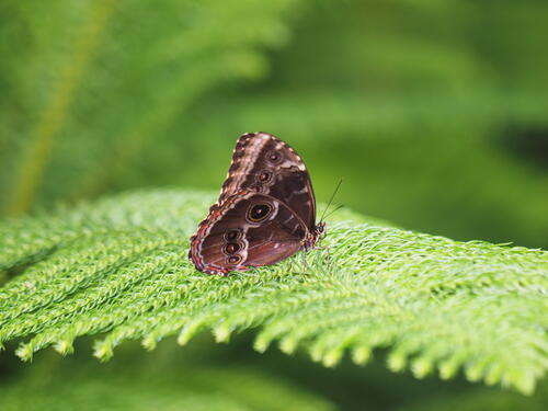 Butterfly with the eyes #4