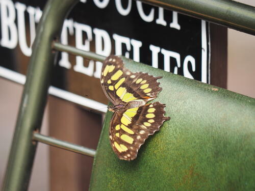 Yellow and black butterfly