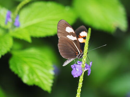 Black & white butterfly #4
