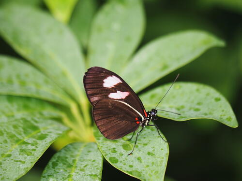 Black & white butterfly #5