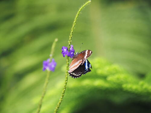 Black & white butterfly #6