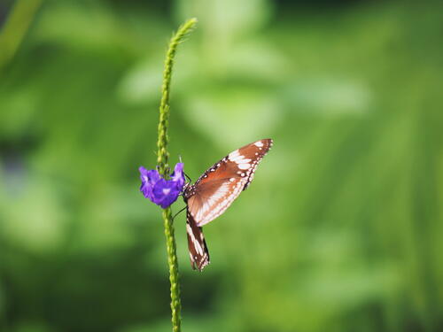 Black & white butterfly #7