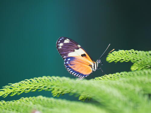 Orange and black butterfly #9