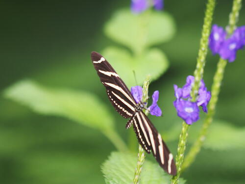 Black & white butterfly #9