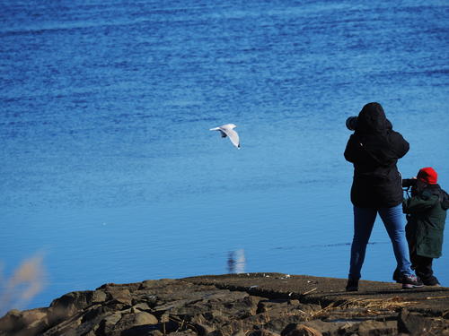 Capturing seagulls