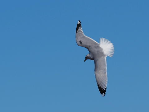 Seagull