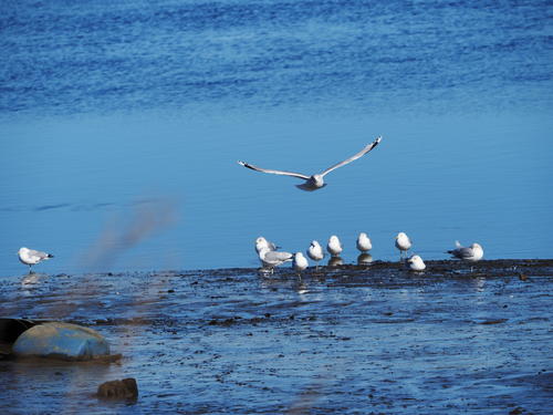 Seagulls #9