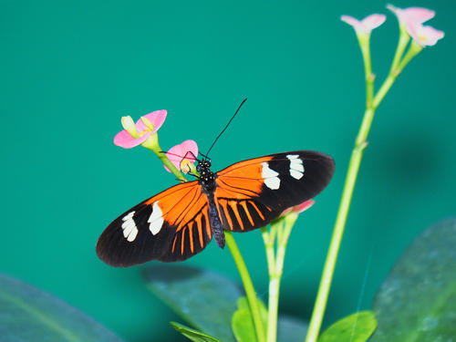 Sipping at the plant