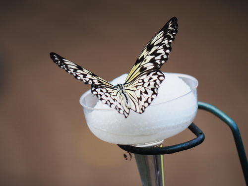 Black and white butterfly