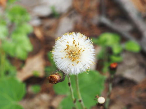 Dandelion