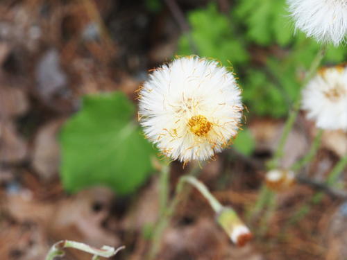 Dandelion #2