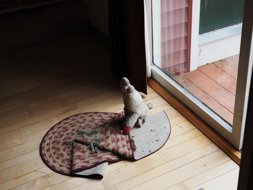 How my dog left her stuffed lamb