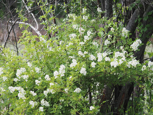 Wild rosebush