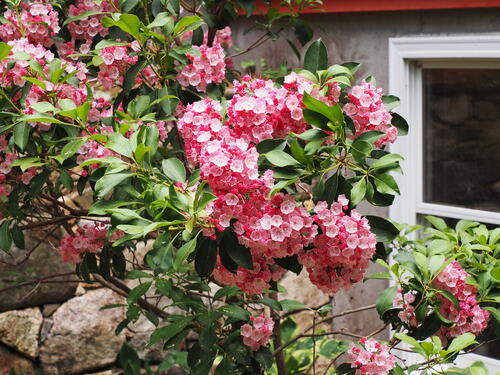Mountain Laurel #3