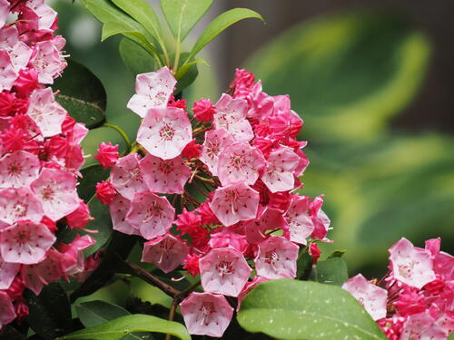Mountain Laurel #4