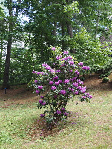Rhododendron