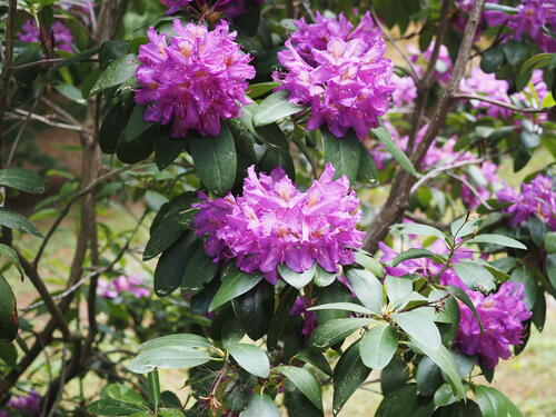 Rhododendron #7