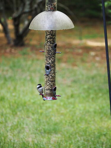 Chickadee