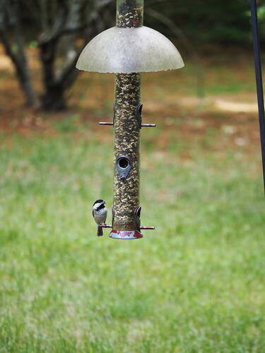 Chickadee #2