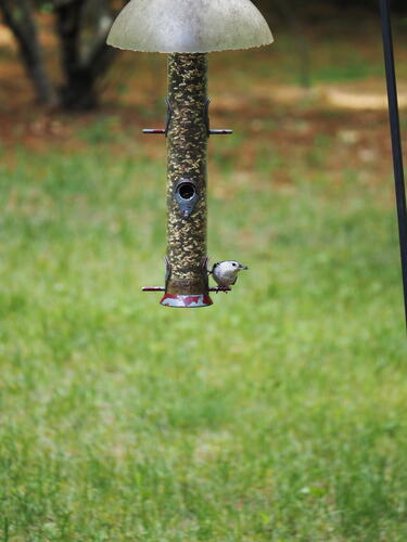 Nuthatch
