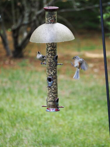 Coming in for a landing