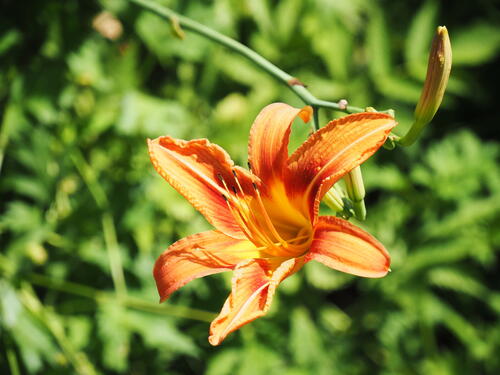 Orange lily #2