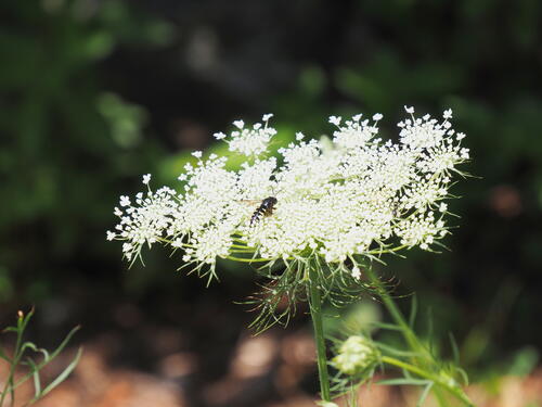 Insect in Queen Anne's Lace