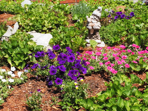 Petunias