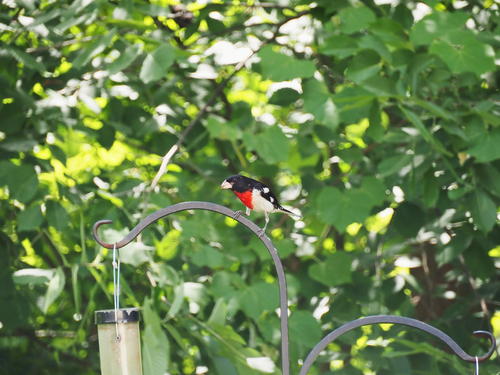 Rose-breasted grosbeak