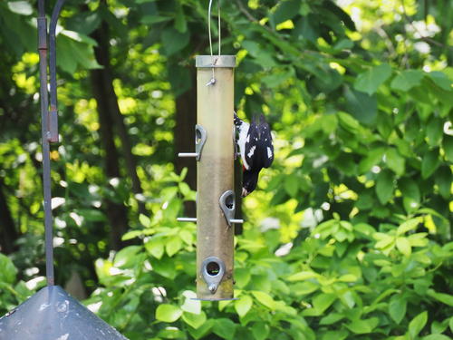 Rose-breasted grosbeak #2