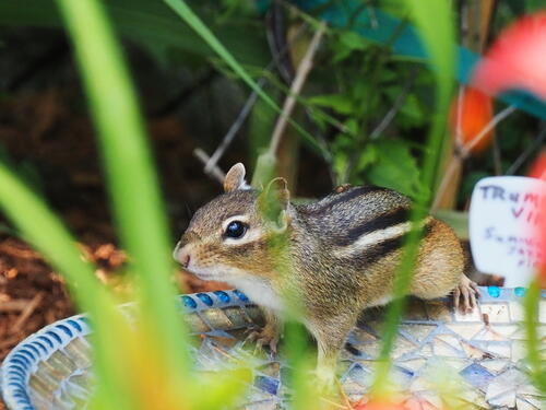Chipmonk #2