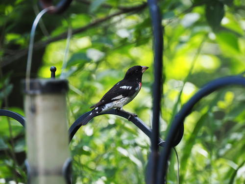 Rose-breasted grosbeak #3