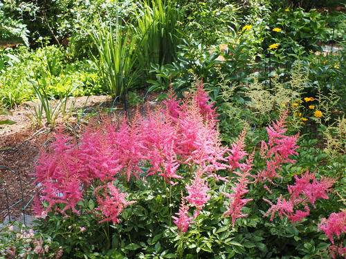 Astilbe
