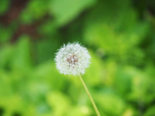 Dandelion