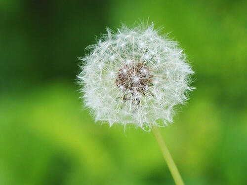 Dandelion #2