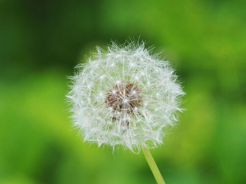 Dandelion #3