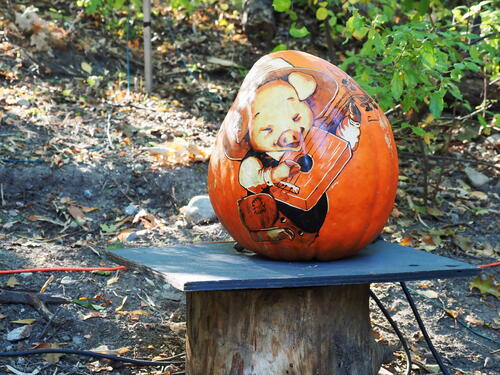Pig cigar box guitarist