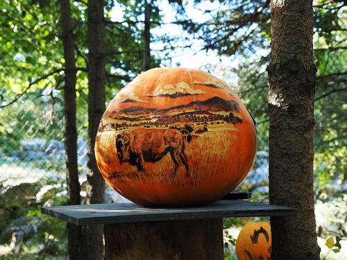 Bison pumpkin