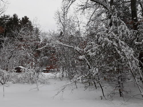 Our backyard after snow