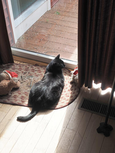 Watching the squirrels #2