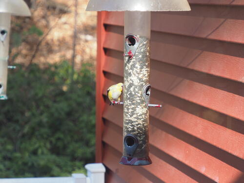 Finch at the feeder