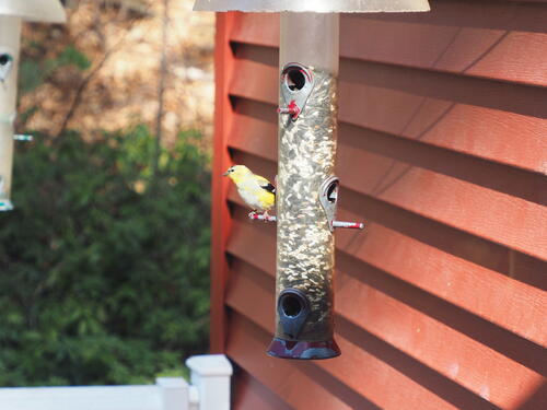 Finch at the feeder #3